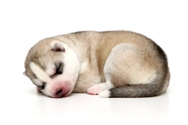 Beyaz arka planda sevimli Sibirya Husky köpeği