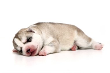 Beyaz arka planda sevimli Sibirya Husky köpeği