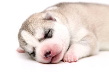 Beyaz arka planda sevimli Sibirya Husky köpeği