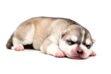 Beyaz arka planda sevimli Sibirya Husky köpeği