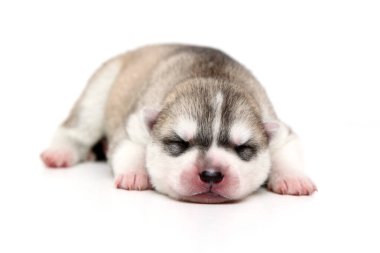 Beyaz arka planda sevimli Sibirya Husky köpeği