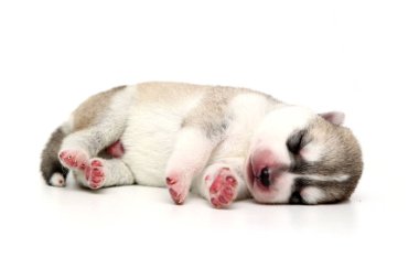 Beyaz arka planda sevimli Sibirya Husky köpeği