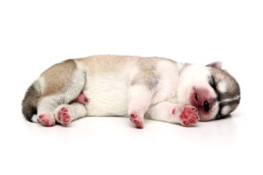 Beyaz arka planda sevimli Sibirya Husky köpeği