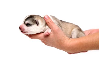 Sevimli Sibirya Husky köpeği insan eliyle beyaz arka planda