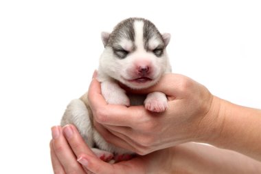 Sevimli Sibirya Husky köpeği insan eliyle beyaz arka planda