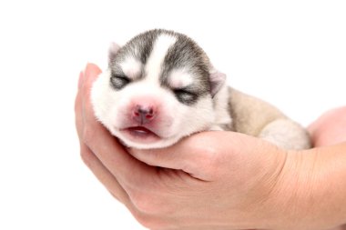 Sevimli Sibirya Husky köpeği insan eliyle beyaz arka planda