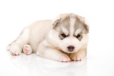 Beyaz arka planda sevimli Sibirya Husky köpeği