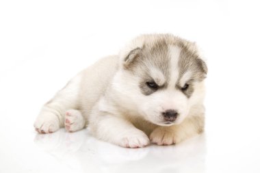 Beyaz arka planda sevimli Sibirya Husky köpeği