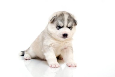 Beyaz arka planda sevimli Sibirya Husky köpeği