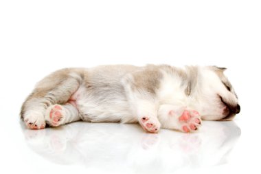 Beyaz arka planda sevimli Sibirya Husky köpeği