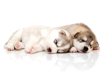 Beyaz arka planda sevimli Sibirya Husky köpeği