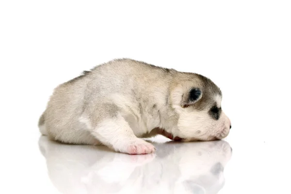 Adorable Cachorro Husky Siberiano Sobre Fondo Blanco — Foto de Stock