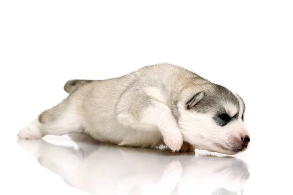 Adorable Cachorro Husky Siberiano Sobre Fondo Blanco —  Fotos de Stock