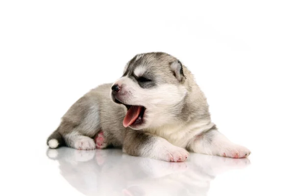 Adorable Chiot Husky Sibérien Sur Fond Blanc — Photo