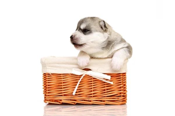 Adorable Siberian Husky Puppy Basket White Background — Stock Photo, Image