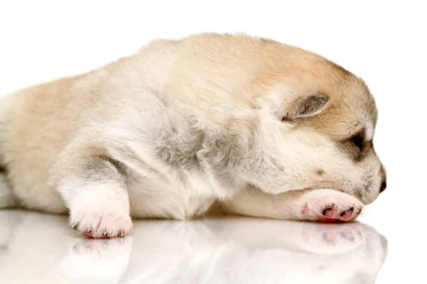 Adorable Cachorro Husky Siberiano Sobre Fondo Blanco —  Fotos de Stock