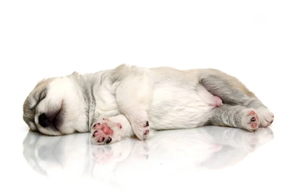 Adorable Cachorro Husky Siberiano Sobre Fondo Blanco —  Fotos de Stock