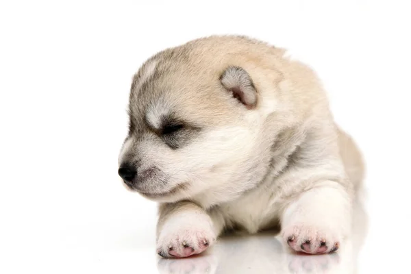 Bedårande Sibiriska Husky Valp Vit Bakgrund — Stockfoto