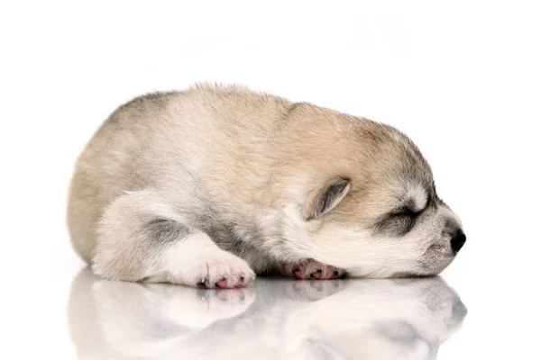 Adorabile Cucciolo Siberiano Husky Sfondo Bianco — Foto Stock