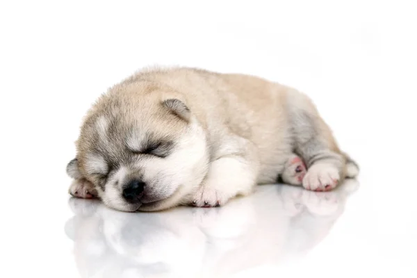 Adorable Chiot Husky Sibérien Sur Fond Blanc — Photo