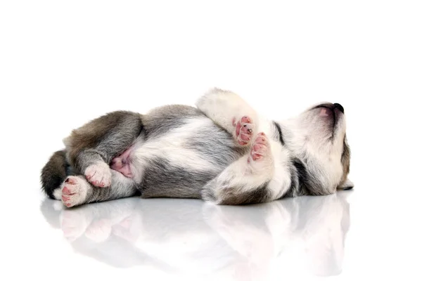 Adorable Siberian Husky Puppy White Background — Stock Photo, Image