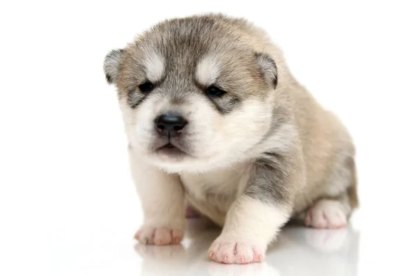 Schattige Siberische Husky Puppy Witte Achtergrond — Stockfoto