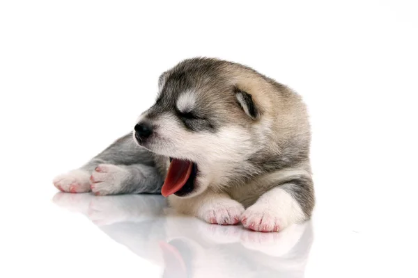 Adorable Siberian Husky Puppy White Background — Stock Photo, Image