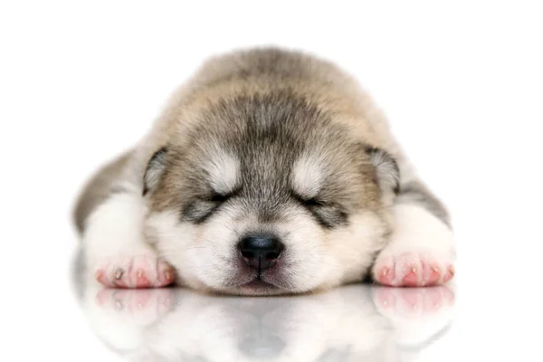 Schattige Siberische Husky Puppy Witte Achtergrond — Stockfoto