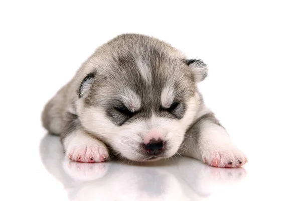 Adorable Chiot Husky Sibérien Sur Fond Blanc — Photo