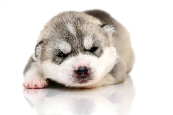 Adorable Siberian Husky Puppy White Background — Stock Photo, Image