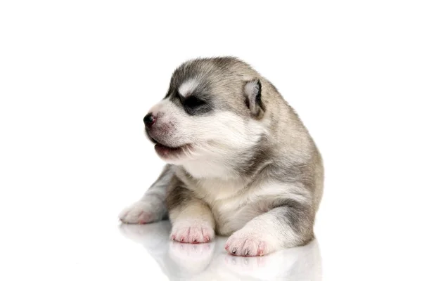 กไซบ Husky ขบนพ นหล ขาว — ภาพถ่ายสต็อก