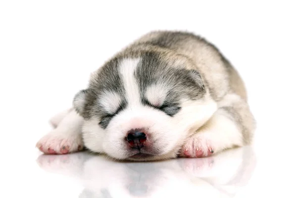 Adorable Cachorro Husky Siberiano Sobre Fondo Blanco — Foto de Stock