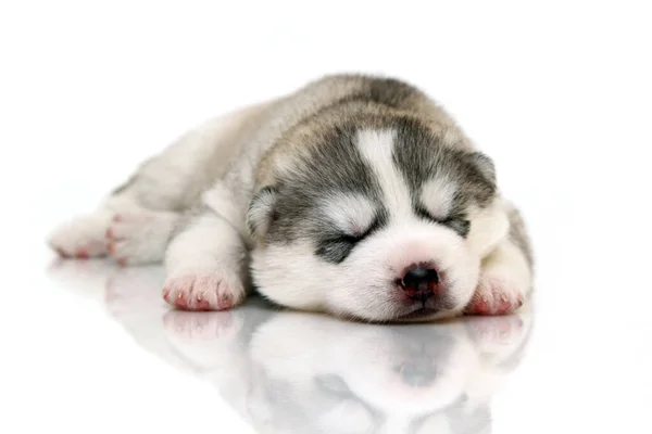 Schattige Siberische Husky Puppy Witte Achtergrond — Stockfoto