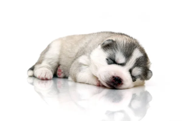 Adorável Siberian Husky Filhote Cachorro Fundo Branco — Fotografia de Stock