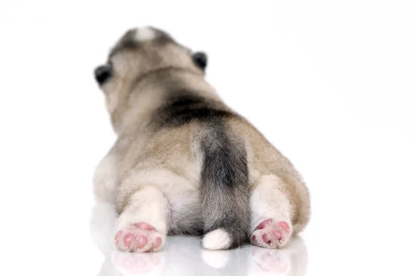 Adorable Siberian Husky Puppy White Background — Stock Photo, Image