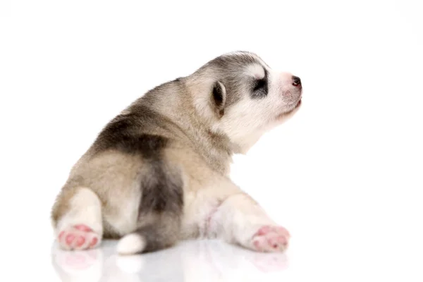 Schattige Siberische Husky Puppy Witte Achtergrond — Stockfoto