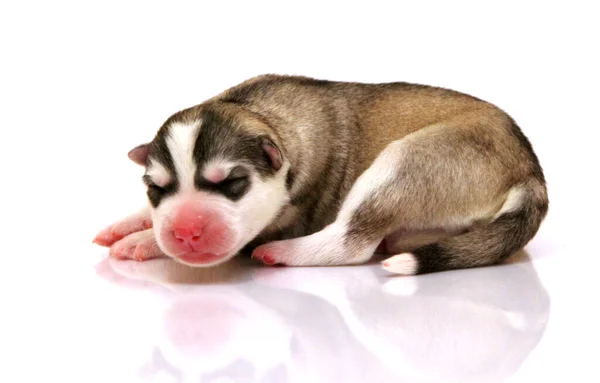 Schattige Siberische Husky Puppy Witte Achtergrond — Stockfoto