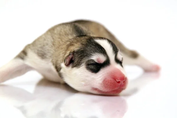 Bedårande Sibiriska Husky Valp Vit Bakgrund — Stockfoto