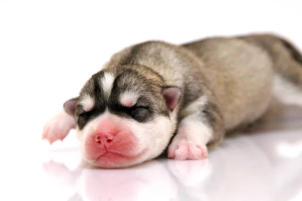 Adorable Chiot Husky Sibérien Sur Fond Blanc — Photo