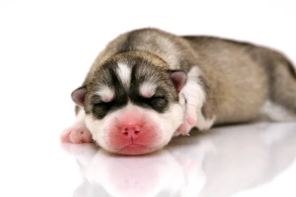 Schattige Siberische Husky Puppy Witte Achtergrond — Stockfoto