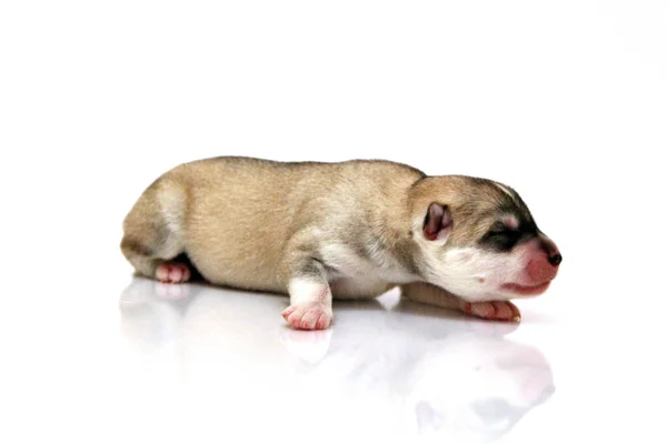 Adorable Cachorro Husky Siberiano Sobre Fondo Blanco — Foto de Stock