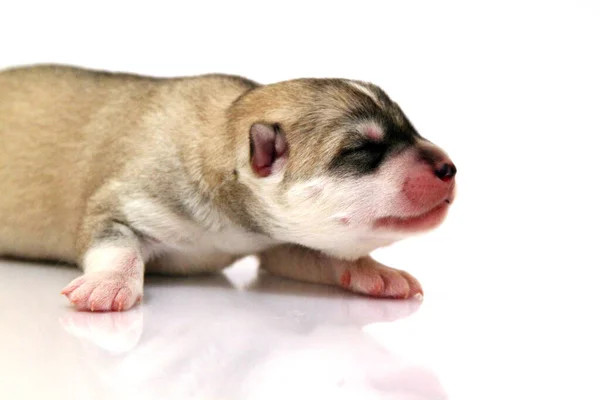 愛らしいシベリアハスキー子犬上の白い背景 — ストック写真