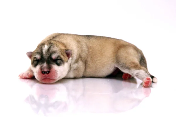 Schattige Siberische Husky Puppy Witte Achtergrond — Stockfoto