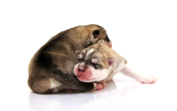 Adorables Cachorros Husky Siberianos Sobre Fondo Blanco — Foto de Stock