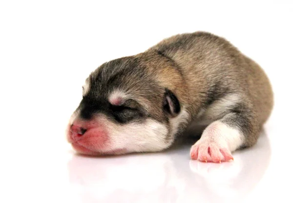 Adorable Cachorro Husky Siberiano Sobre Fondo Blanco — Foto de Stock