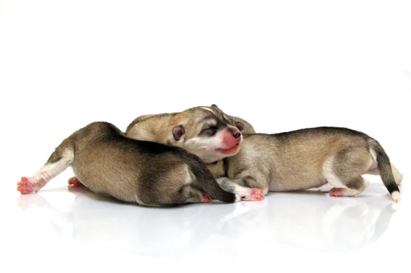 Adorable Siberian Husky Puppies White Background — Stock Photo, Image