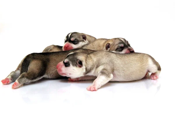 Adorable Siberian Husky Puppies White Background — Stock Photo, Image