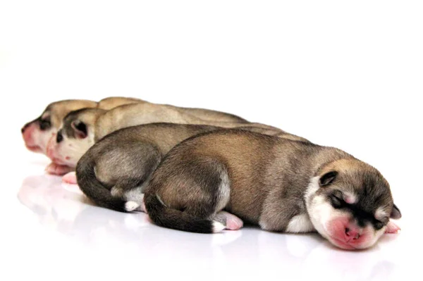 Adorables Cachorros Husky Siberianos Sobre Fondo Blanco — Foto de Stock