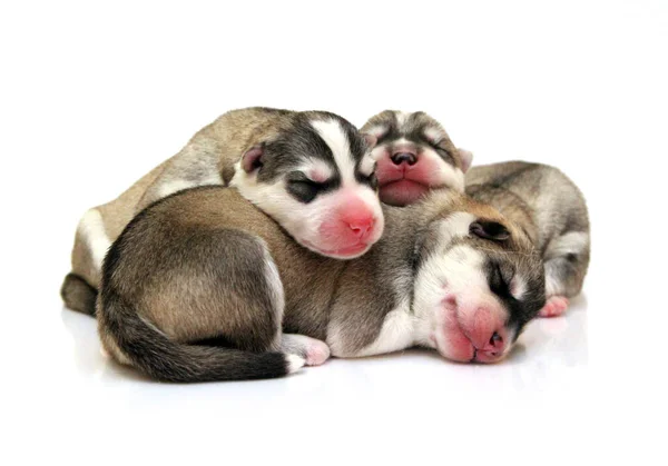 Adorables Cachorros Husky Siberianos Sobre Fondo Blanco — Foto de Stock