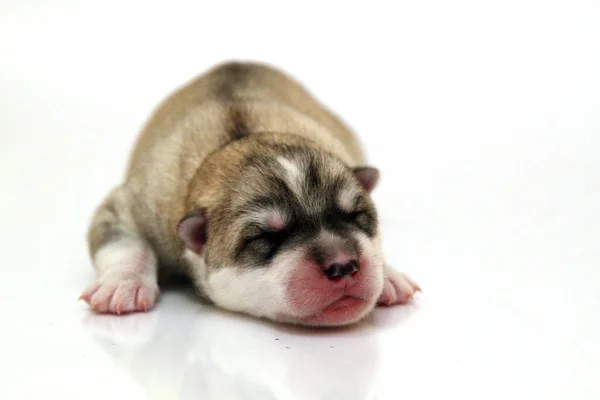 Schattige Siberische Husky Puppy Witte Achtergrond — Stockfoto